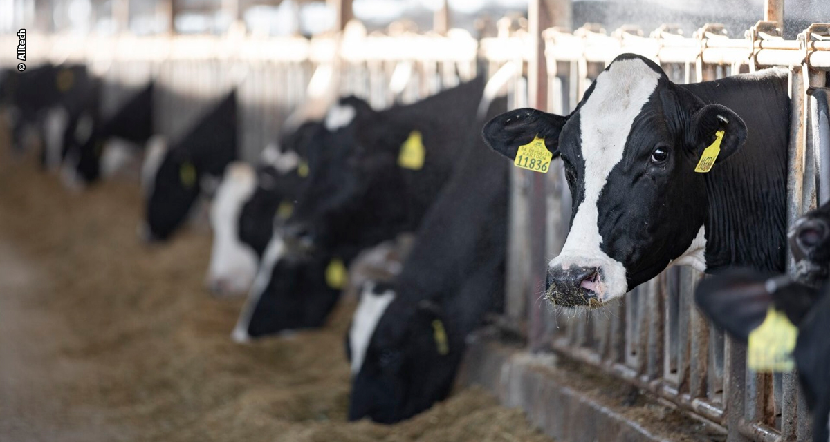 Vacas leiteiras ganham desempenho com redutor de metano