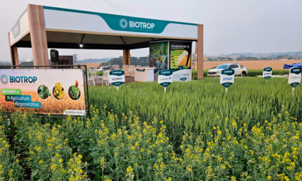Cultivo de canola cresce no Sul e insumos biológicos impulsionam produtividade
