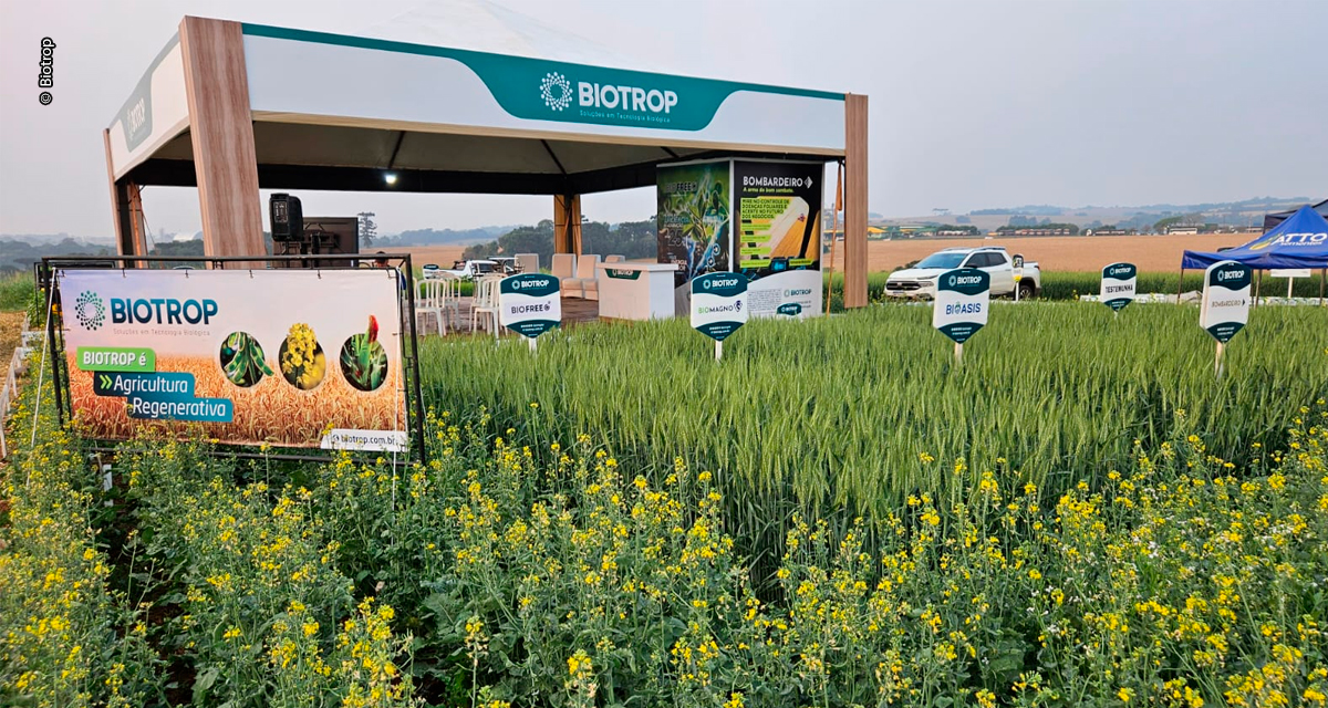 Cultivo de canola cresce no Sul e insumos biológicos impulsionam produtividade
