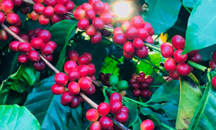 Capal: colheita do café chega a 85% com boa produtividade média, apesar dos desafios climáticos