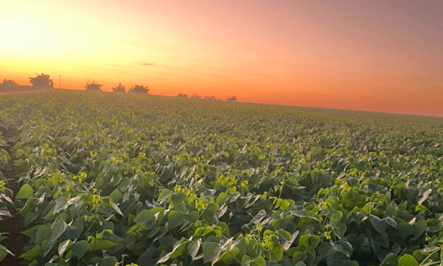 Brasil se destaca com produção de terceira safra, posição única no cenário mundial