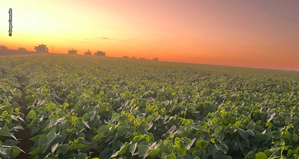 Brasil se destaca com produção de terceira safra, posição única no cenário mundial