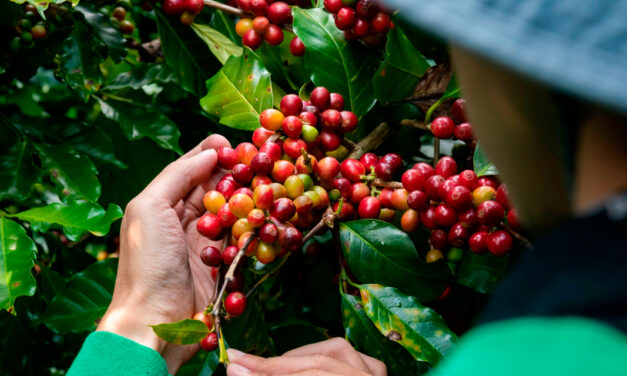 Café: Expocacer já colheu 81% da safra 2025