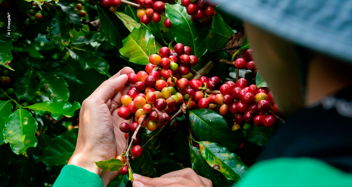 Café: Expocacer já colheu 81% da safra 2025