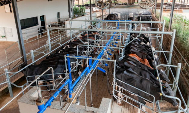 Centro de excelência genética em gado Girolando, Fazenda SJ Lalu mira expansão