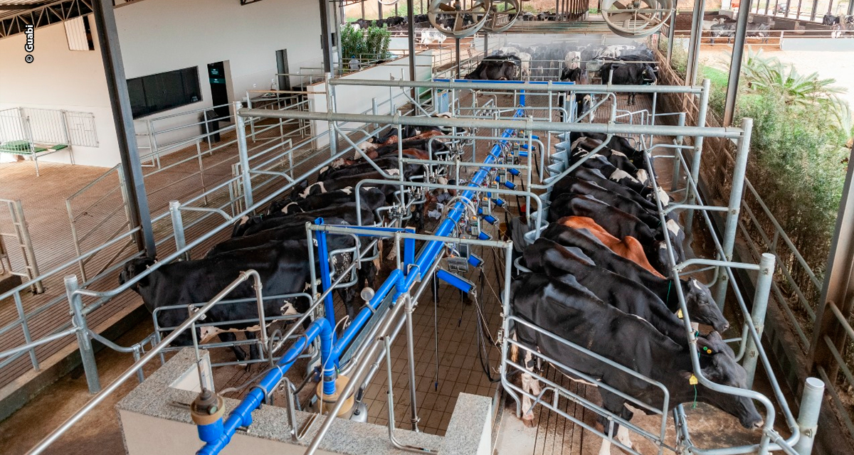 Centro de excelência genética em gado Girolando, Fazenda SJ Lalu mira expansão