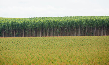 IHARA reforça presença no Show Florestal 2025 com tecnologias que impulsionam a produtividade nas plantações de eucalipto