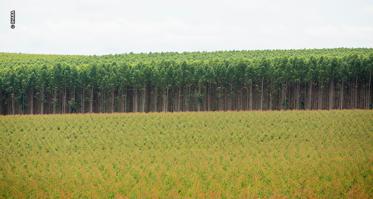 IHARA reforça presença no Show Florestal 2025 com tecnologias que impulsionam a produtividade nas plantações de eucalipto