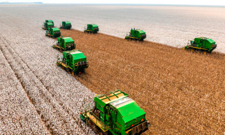 SLC Agrícola alcança receita recorde de R$ 4,2 bilhões no 1º semestre de 2025
