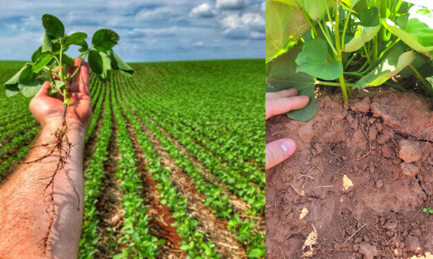 Dependência da adubação fosfatada na agricultura coloca o setor em estado de atenção