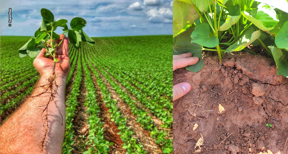 Dependência da adubação fosfatada na agricultura coloca o setor em estado de atenção