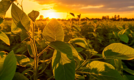 Bioestimulante YIELDON™ chega ao mercado para potencializar a produtividade e a rentabilidade de grandes culturas brasileiras