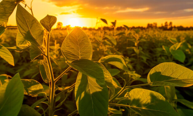 Bioestimulante YIELDON™ chega ao mercado para potencializar a produtividade e a rentabilidade de grandes culturas brasileiras