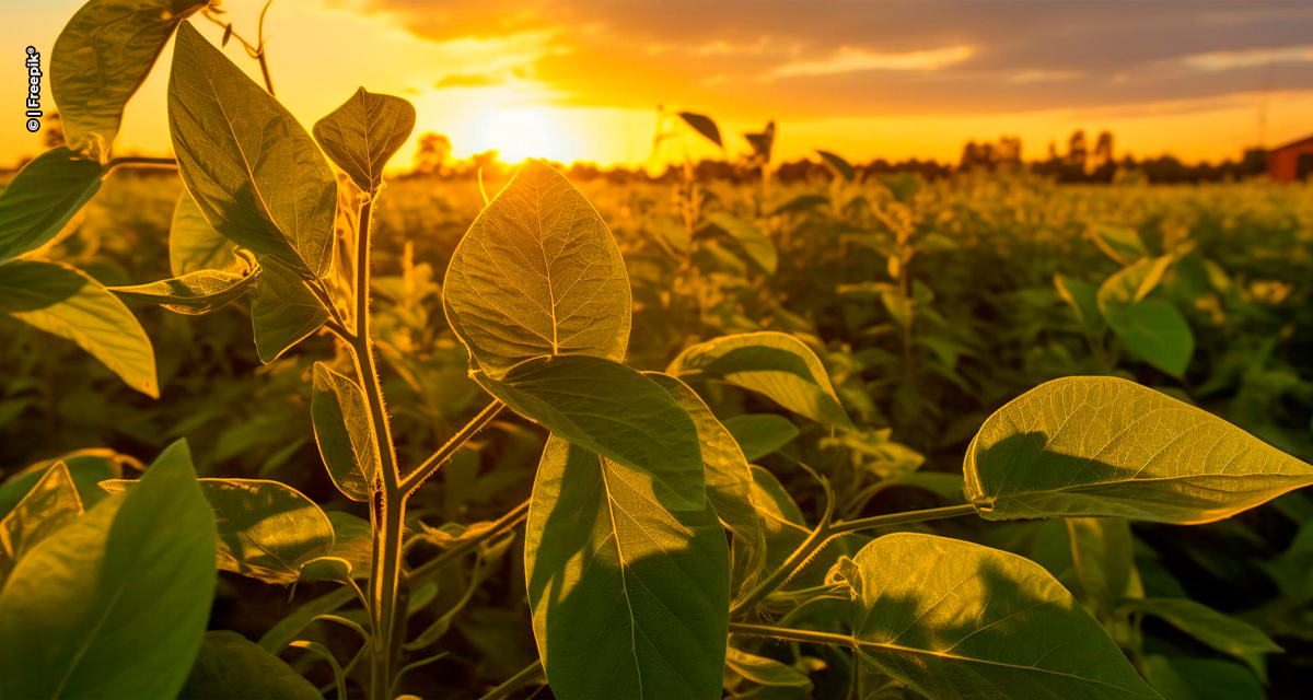 Bioestimulante YIELDON™ chega ao mercado para potencializar a produtividade e a rentabilidade de grandes culturas brasileiras