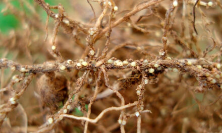 Nematoide do cisto pode causar até R$ 16 bilhões em perdas na soja e exige manejo integrado