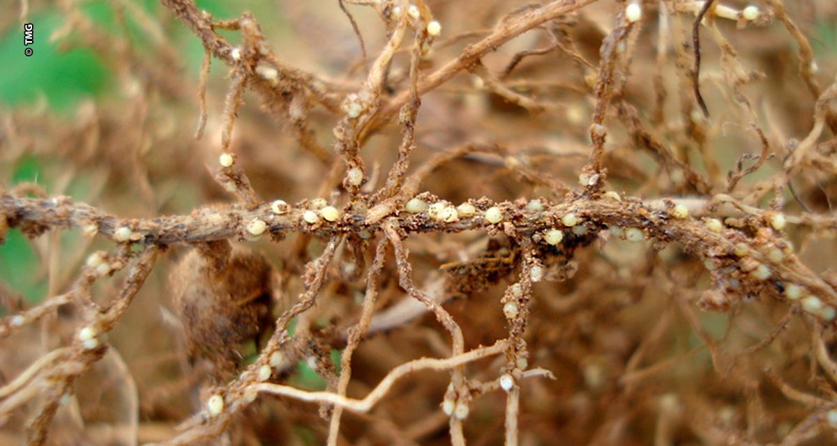 Nematoide do cisto pode causar até R$ 16 bilhões em perdas na soja e exige manejo integrado