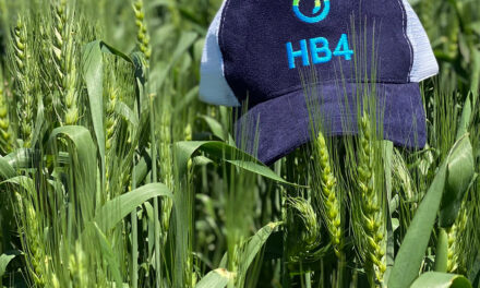 HB4®: novos dados e perspectivas para o trigo no Brasil