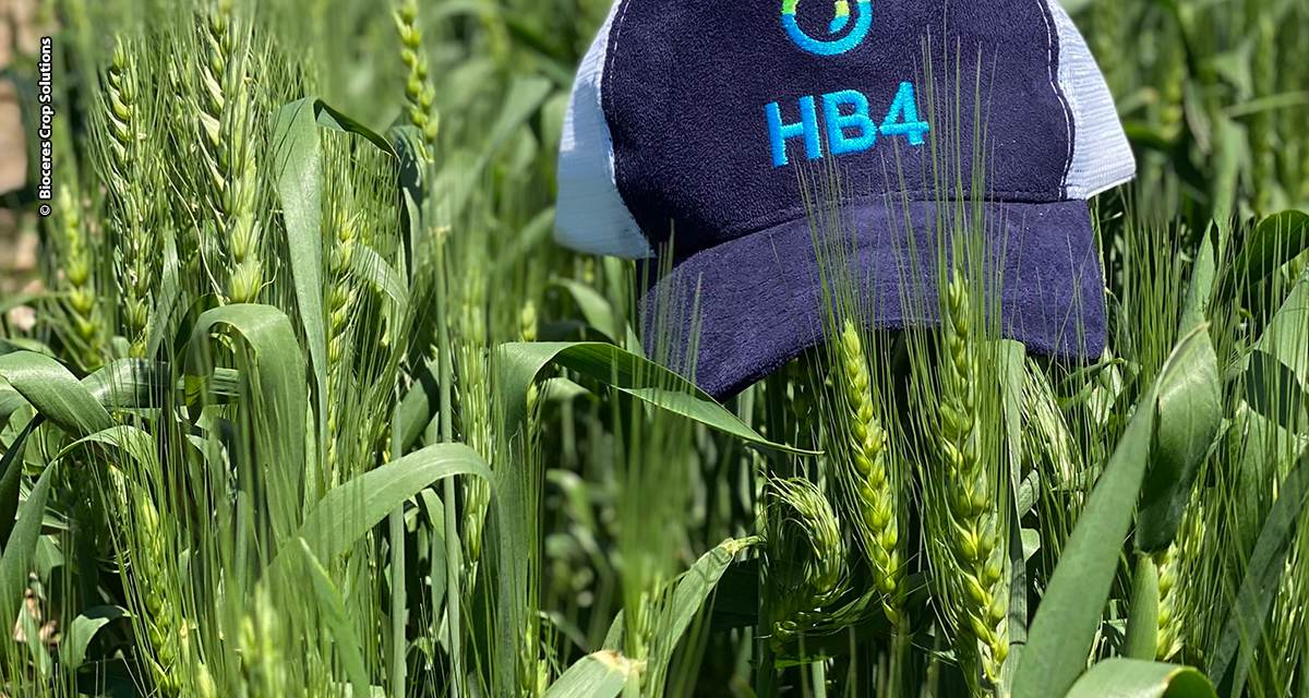 HB4®: novos dados e perspectivas para o trigo no Brasil