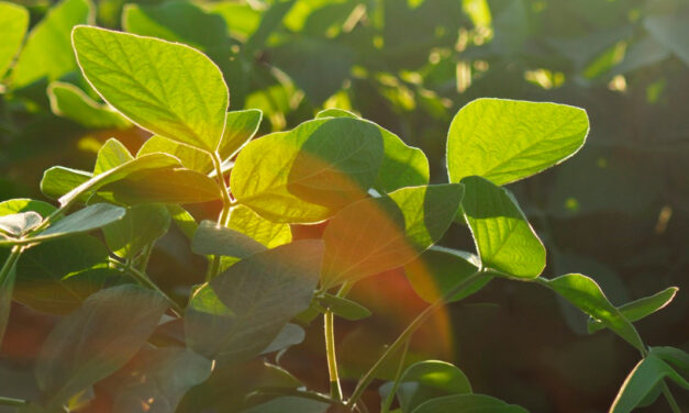 Ferramenta nutricional biotecnológica ativa genes de defesa contra ferrugem da soja