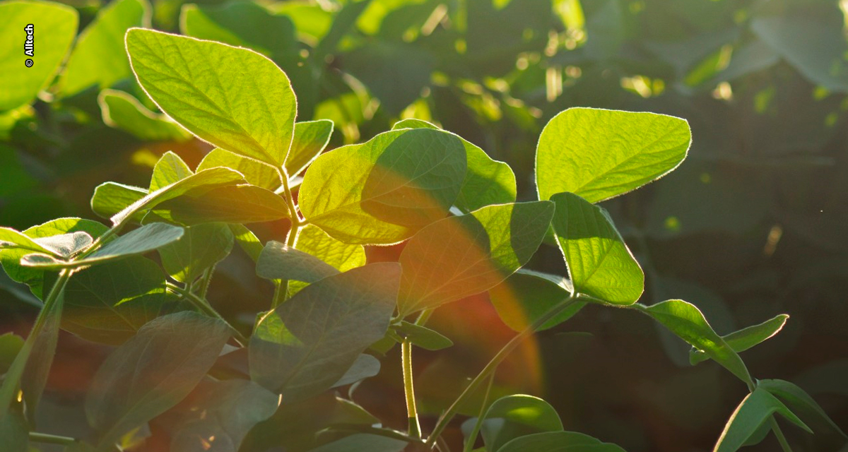 Ferramenta nutricional biotecnológica ativa genes de defesa contra ferrugem da soja