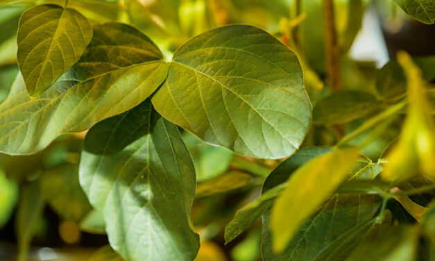 Estudo mostra maior ecoeficiência em adjuvantes ésteres de origem vegetal para defensivos agrícolas