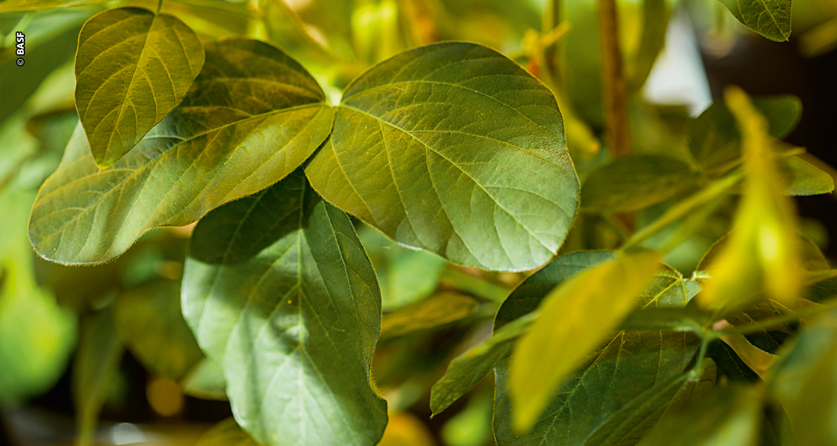 Estudo mostra maior ecoeficiência em adjuvantes ésteres de origem vegetal para defensivos agrícolas