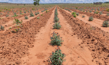 Controle de plantas daninhas evita perda de produtividade em florestas plantadas
