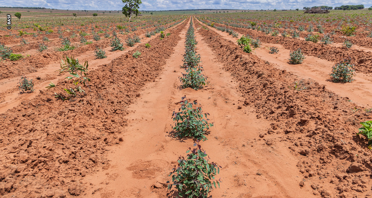 Controle de plantas daninhas evita perda de produtividade em florestas plantadas