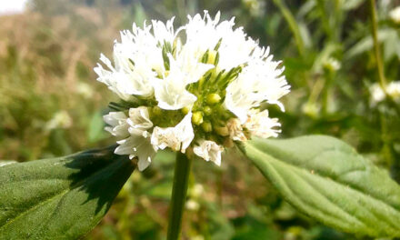 Especialistas orientam como controlar planta daninha que afeta lavouras de soja e milho