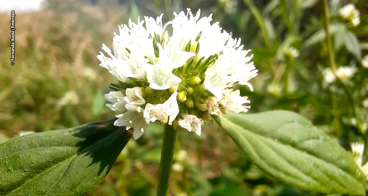 Especialistas orientam como controlar planta daninha que afeta lavouras de soja e milho
