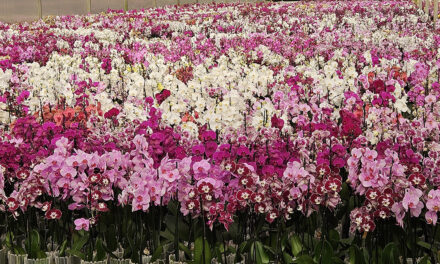 Floricultura brasileira cresce quase 10%  e movimenta mais de R$ 21 bilhões
