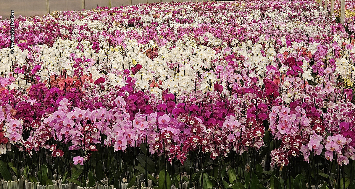 Floricultura brasileira cresce quase 10%  e movimenta mais de R$ 21 bilhões