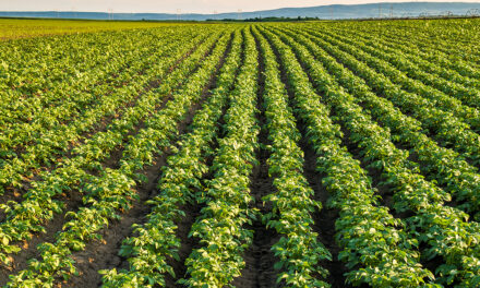 Rizoctoniose pode causar perdas de até 30% na produtividade da batata no Brasil