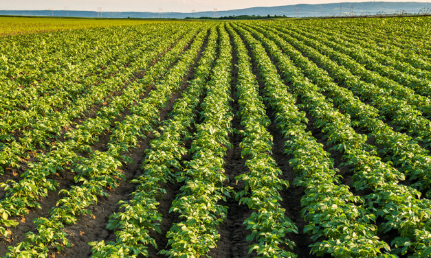 Rizoctoniose pode causar perdas de até 30% na produtividade da batata no Brasil
