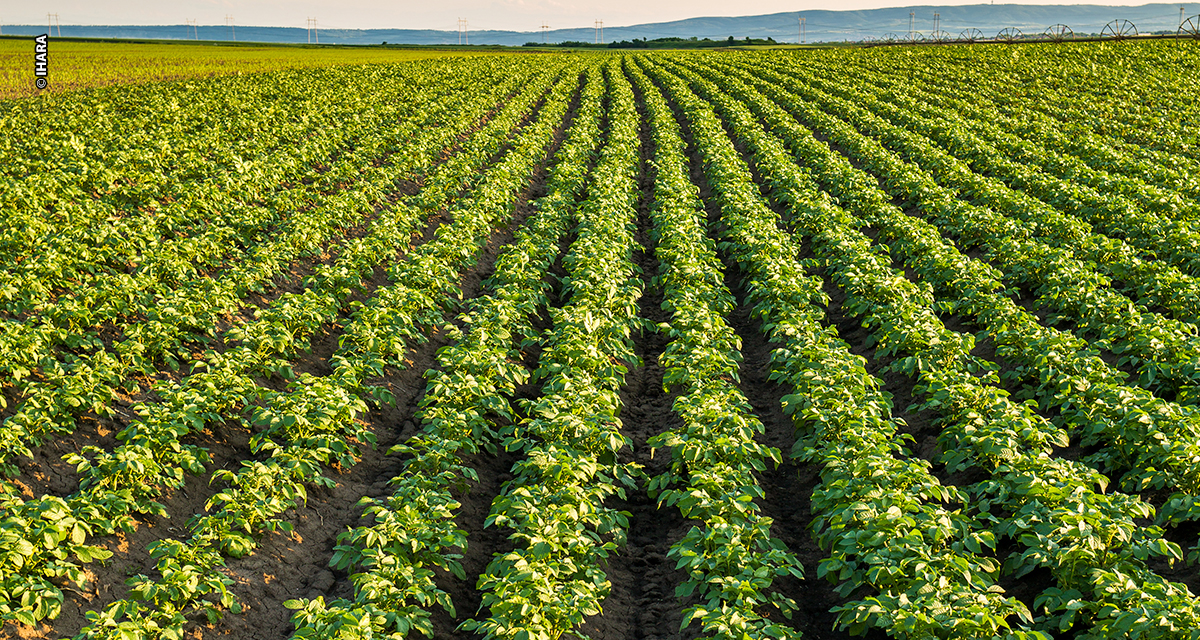 Rizoctoniose pode causar perdas de até 30% na produtividade da batata no Brasil