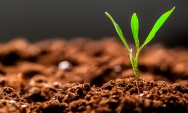 Bionutrição impulsiona produtividade e fortalece sustentabilidade com soluções biológicas da Mosaic
