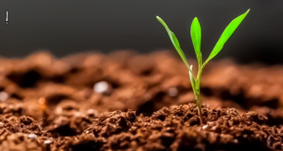 Bionutrição impulsiona produtividade e fortalece sustentabilidade com soluções biológicas da Mosaic