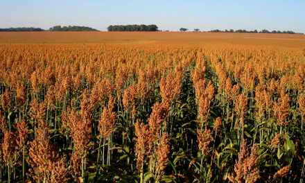 Sorgo vira aposta de rentabilidade na safrinha