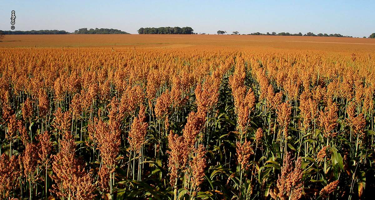 Sorgo vira aposta de rentabilidade na safrinha