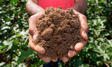 A busca pela estabilidade climática começa no solo
