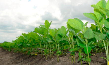 La Niña desafia início do plantio da soja e reforça papel do manejo integrado nas principais regiões produtoras