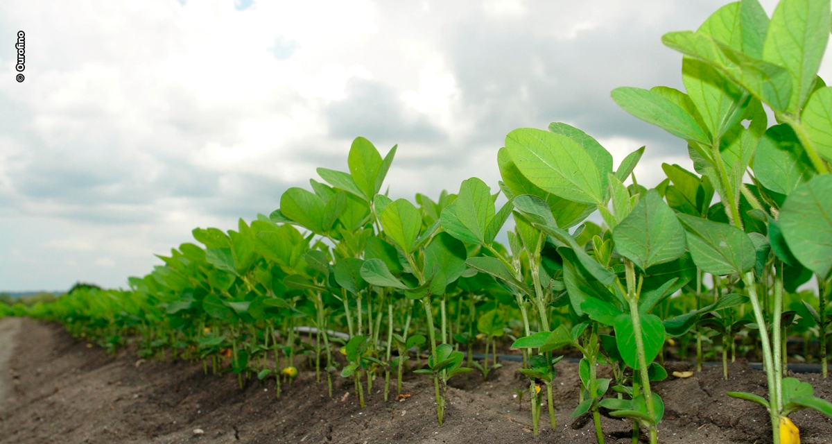 La Niña desafia início do plantio da soja e reforça papel do manejo integrado nas principais regiões produtoras