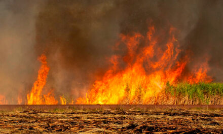 Raízen e fornecedores fortalecem ações contra incêndios em canaviais diante de desafios climáticos