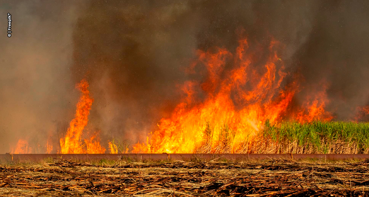 Raízen e fornecedores fortalecem ações contra incêndios em canaviais diante de desafios climáticos