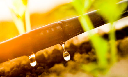 Escolha correta do método de irrigação por gotejamento impacta na produtividade da plantação
