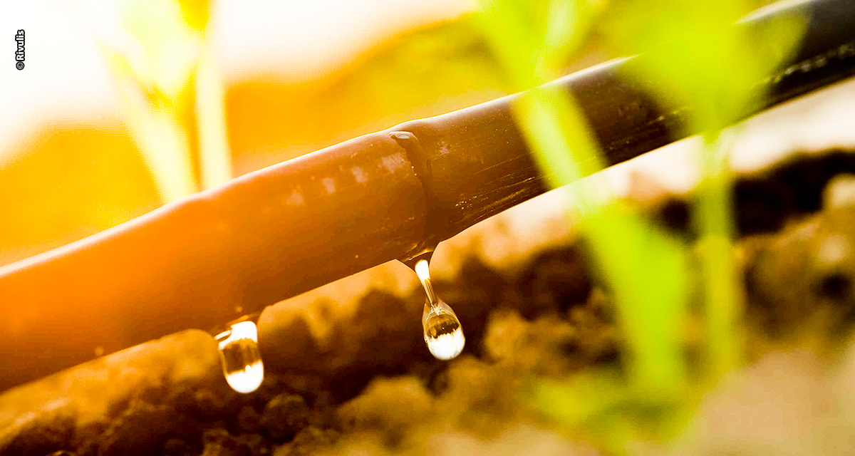 Escolha correta do método de irrigação por gotejamento impacta na produtividade da plantação