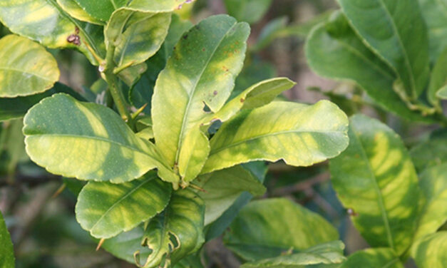 Greening acelera corrida por investimentos no campo brasileiro