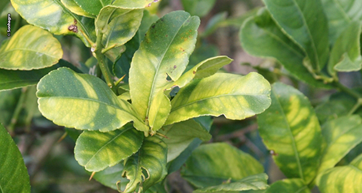 Greening acelera corrida por investimentos no campo brasileiro