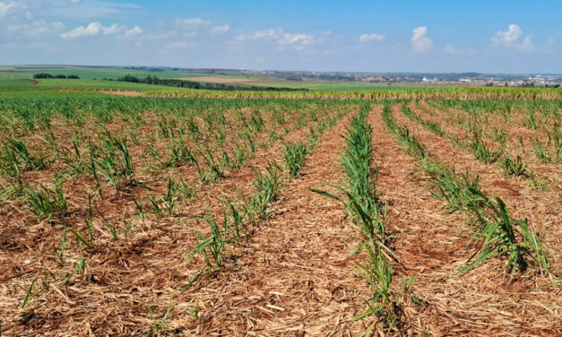 Controle de plantas daninhas desafia canavicultores em meio a mudanças climáticas e pressões regulatórias
