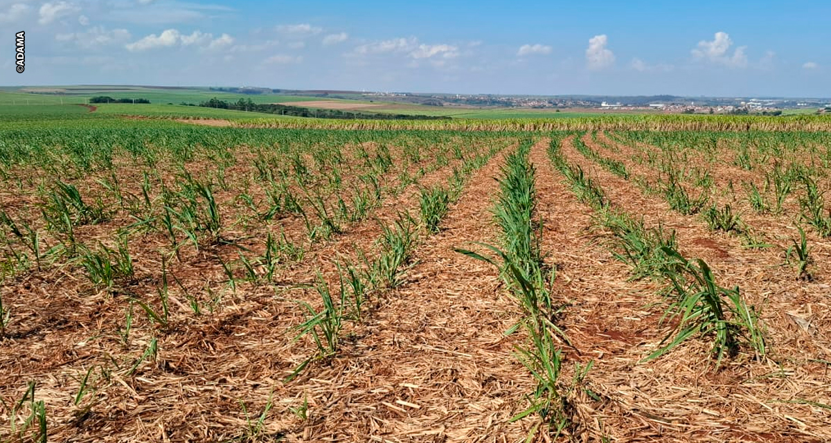 Controle de plantas daninhas desafia canavicultores em meio a mudanças climáticas e pressões regulatórias